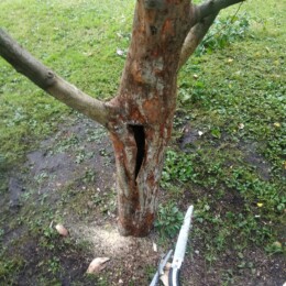 Drevovodstvo.ru-Лечение деревьев