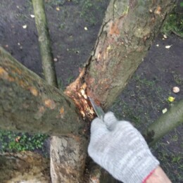 Drevovodstvo.ru-Лечение деревьев