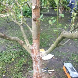 Drevovodstvo.ru-Лечение деревьев