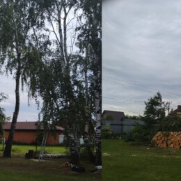 Drevovodstvo.ru-Удаление деревьев