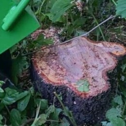 Drevovodstvo.ru-Удаление пней