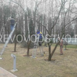 Drevovodstvo.ru-Обрезка деревьев