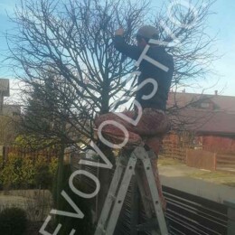 Drevovodstvo.ru-Обрезка деревьев