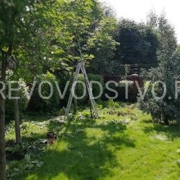 Drevovodstvo.ru-Обрезка деревьев